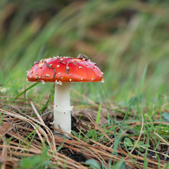 Fly agaric