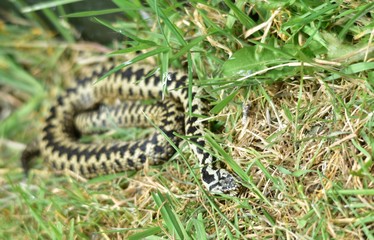 Adder snake Surrey England UK