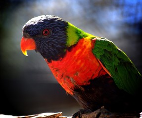 bird colorful feathers tropical red green