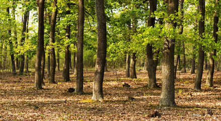 Green forest in spring time