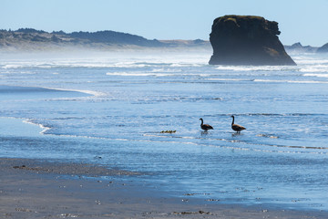 Oregon coastal landscapes, ocean scenic view. Wild geese on the water