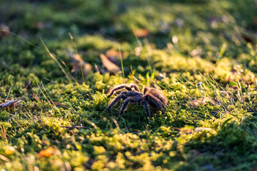 Animal close up photography. Tarantula walking outdoors.