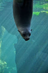 Fototapeta premium Animal close-up photography. Sea calf staring through the glass.