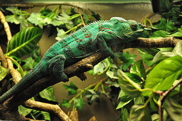 Green chameleon lying on a tree branch.
