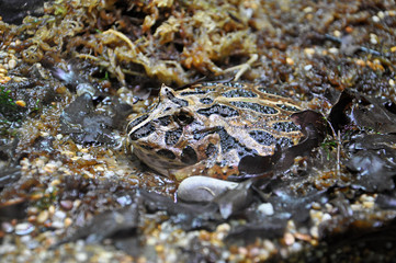 Mud toad sat in the mud and almost not visible.