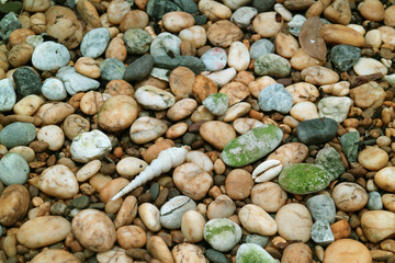 Pebble Stone Ground with Natural Sea Shells for Background with Selective Focus 