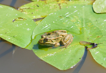 green little frog