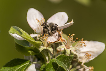 apple blossom tree bumble honey bee flower collecting pollen closeup makro