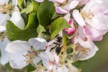 apple blossom tree bumble honey bee flower collecting pollen closeup makro