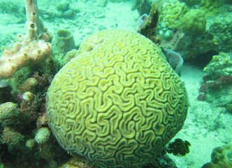 vue sous marine plongee tropique