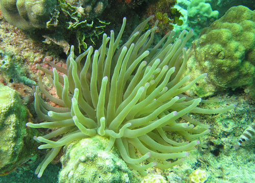 vue sous marine plongee tropique