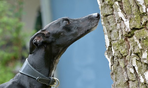 galgo sniff birch