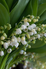 bouquet de muguet porte bonheur