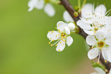 Spring flower blossoms