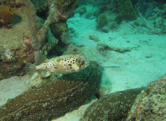 vue sous marine plongee tropique