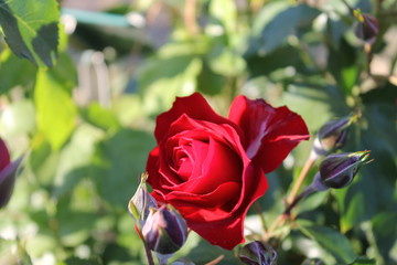 Rosa rossa