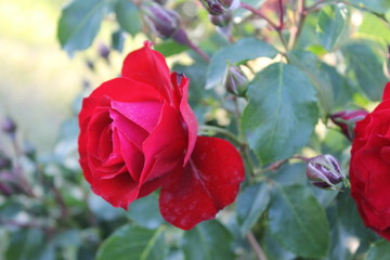 Rosa rossa