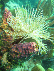 vue plongee tropique