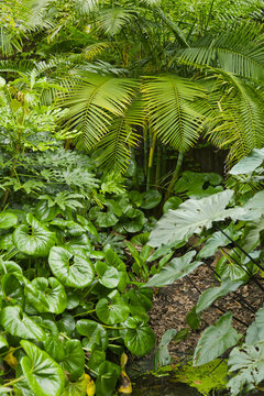 Lush green jungle background