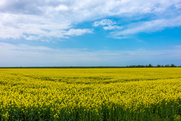 Nature landscape