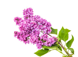 Branch varietal double lilac isolated on white background