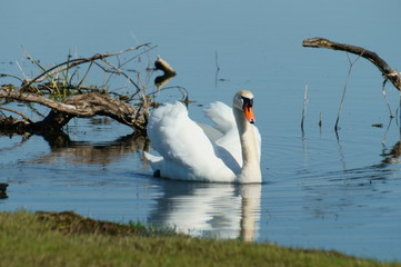 Łabędź niemy © tadzio1964