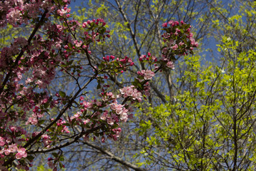 Pink Blossoms Against Blue Sky
