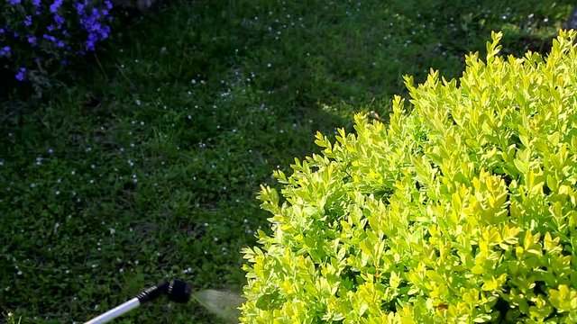 TRAITEMENT DU BUIS contre la pyrale