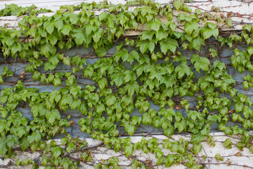 Leafy Vines on Wall