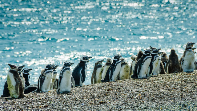 Young Magellanic penguins in the various state of molting sit on the shores of the Atlantic Ocean off the coast of Patagonia in Argentina.