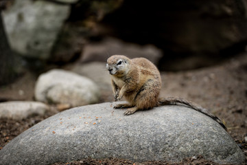 Animal close-up photography. Ground squirrels bserve the surroundings.