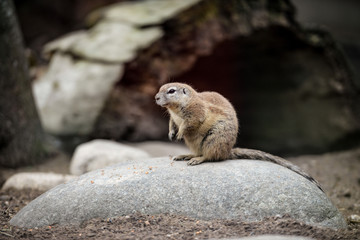 Animal close-up photography. Ground squirrels bserve the surroundings.