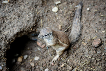 Animal close-up photography. Ground squirrels bserve the surroundings.