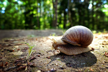 Animal close-up photography. Giant snail crawls along the ground.