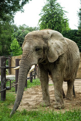 Naklejka premium Animal close-up photography. African elephant walking slow step.