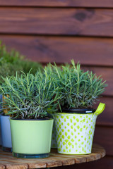 Decorative vibrant green grass in the colorful bucket under the light standing on the wooden table on the wooden background.Great home interior idea.
