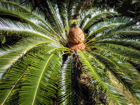 Palm Tree, New Zealand - Stock Image