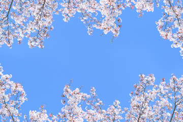 桜のフレーム