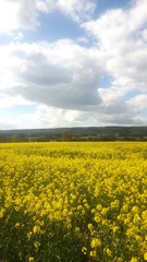 Obraz premium Rapsfeld im Weserbergland 