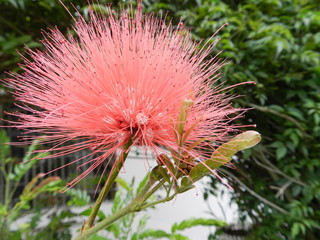 Flor