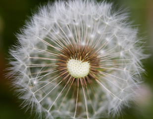 Fototapeta premium macro 