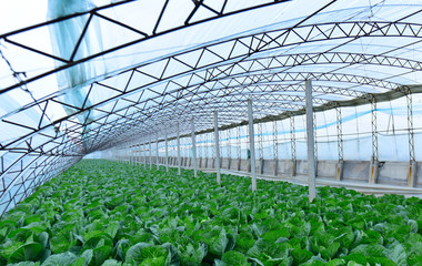 Fresh vegetables are in the greenhouse