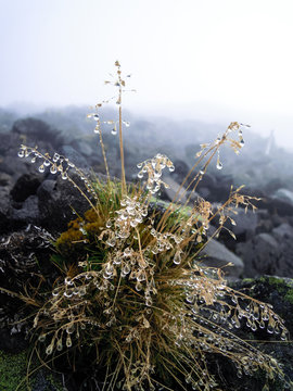 Flora of Mount Taranaki - Egmont National Park, New Zealand - Stock Image