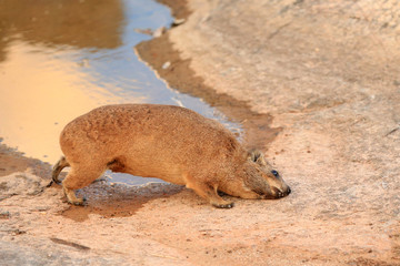 góralek przylądkowy Procavia capensis w parku narodowym Augrabies