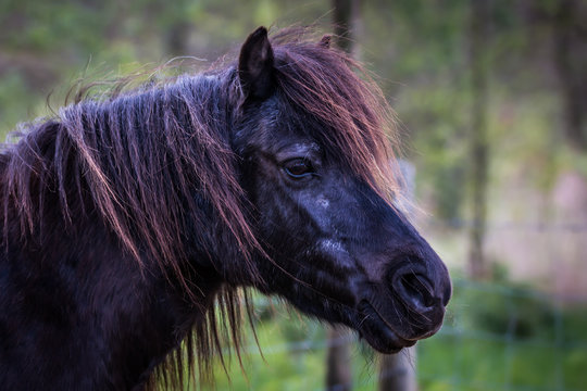 Black pony head