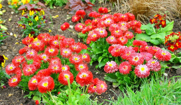 plantes de p&acirc;querettes pomponnette 
 rouges,bellis perennis,
jardin de saison