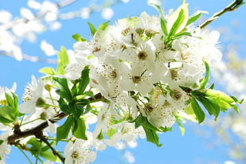 цветение сливы