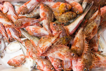 Sea fish on market stalls