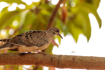 Mourning Dove walking on branch