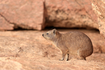 góralek przylądkowy Procavia capensis w parku narodowym Augrabies © andrzej_67